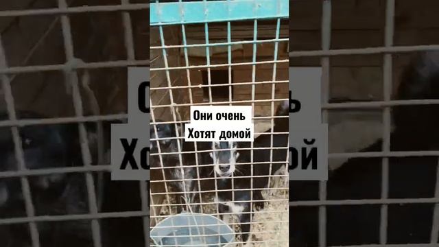 Сделайте сильный поступок, возьмите собаку из приюта!