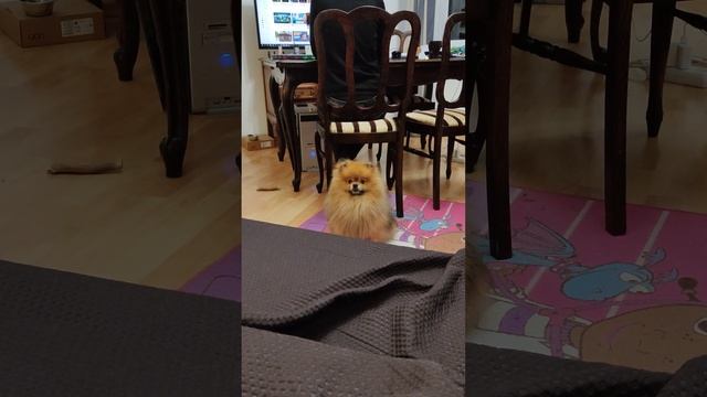 Шпиц Умка знает команды
