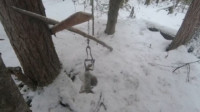 Он Меня Чуть Не Загрыз. Вот Это Охота На Капканы.