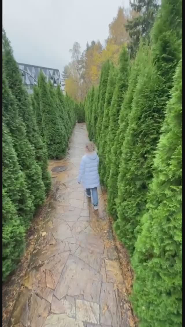 Лабиринт из туй