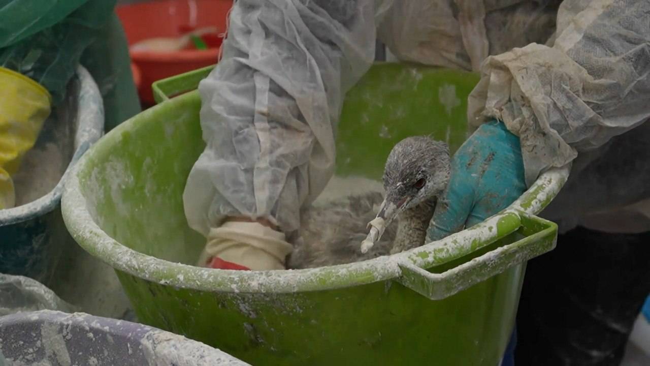 Спасатели и волонтёры собрали 3000 тонн загрязнённого мазутом песка в Краснодарском крае