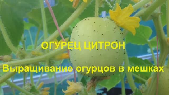 ОГУРЕЦ ЦИТРОН. ВЫРАЩИВАНИЕ ОГУРЦОВ В МЕШКАХ. Август 2017 года. CUCUMBER CITRON. CUCUMBERS IN BAGS