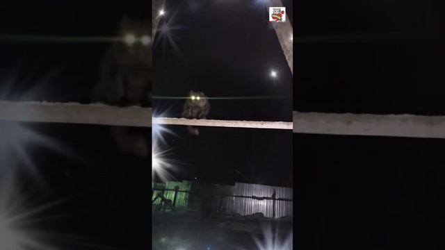 Чернуха на ночь глядя зажёг ребятам в Небе Звёзды 🌟🌜🐈⬛🌟😻
