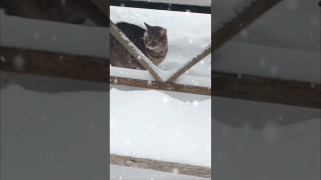 ваши котики любят гулять?