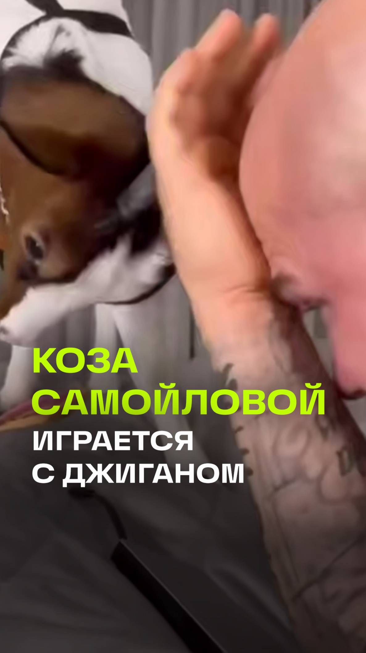 Джиган начинает день со своей домашней козой