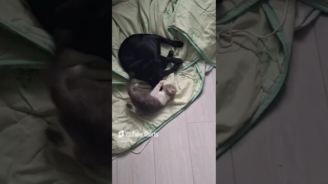 кенты.mp4