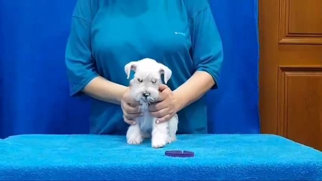 Щенки цвергшнауцера