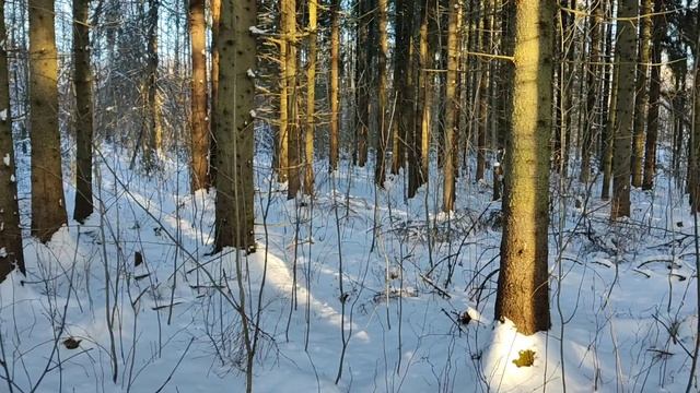 2024.12.14 Прогулка д. Снегирёвка