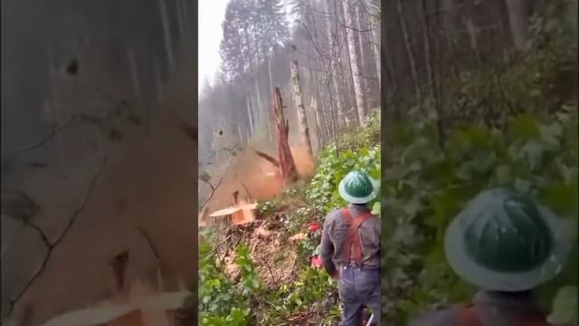 Техника лесоруба