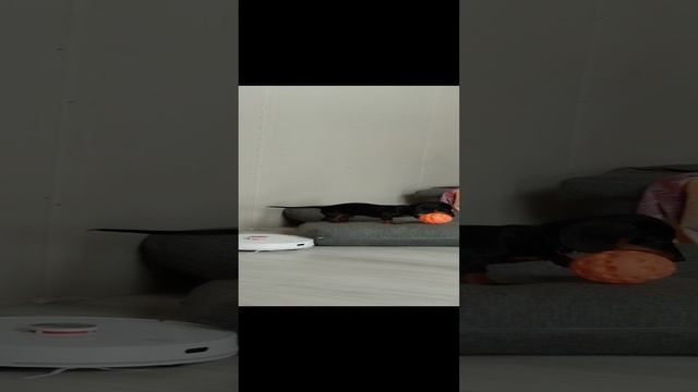 Бони играет с мячом