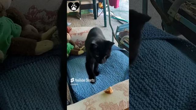 У вас пирог с какой начинкой!?!