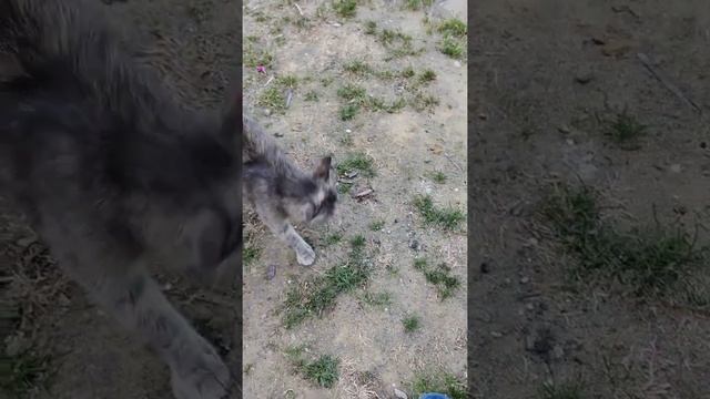 Кот Шурик и Ко. Последствие кошачьих разборок. Уличные Кот / Street cat