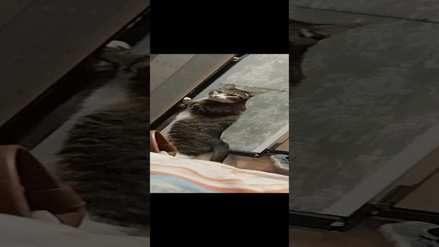 Удивительная кошка Варька