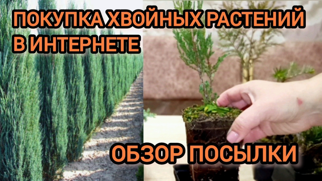 ЗАКАЗ ХВОЙНЫХ РАСТЕНИЙ НА ВАЙЛДБЕРРИЗ// ОБЗОР ПОСЫЛКИ