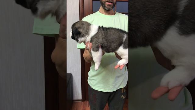 #дача #загородныйдом #собака #diy #dog