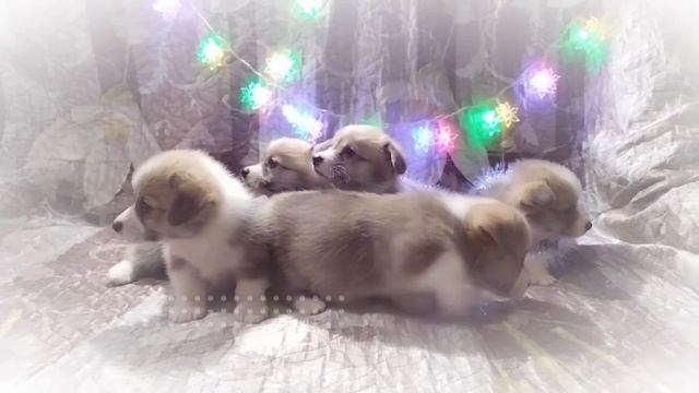 Щеночки вельш-корги ✨