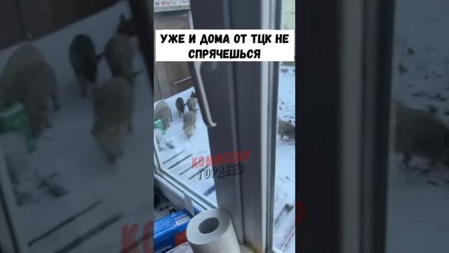 Свиньи вышли на охоту, украинцы, будьте осторожны!