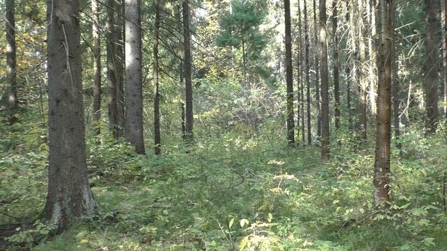 Все металлы режим зверя
