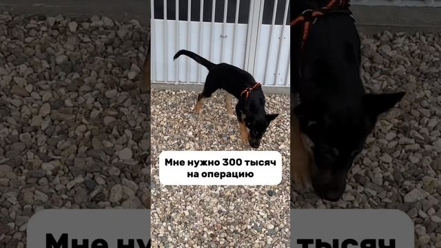 Подробнее в ТГК: Хвостатый дом #приют #собака #собаки  #животные #топ #влоги #помощь  #хаски