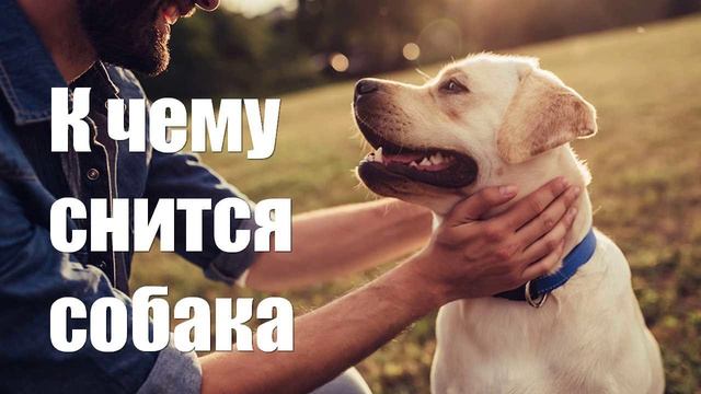 К чему снится собака