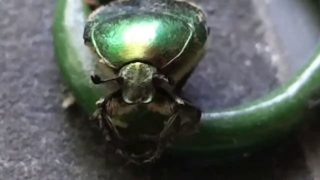 Майский жук гипнотизёр (slowmotion)
