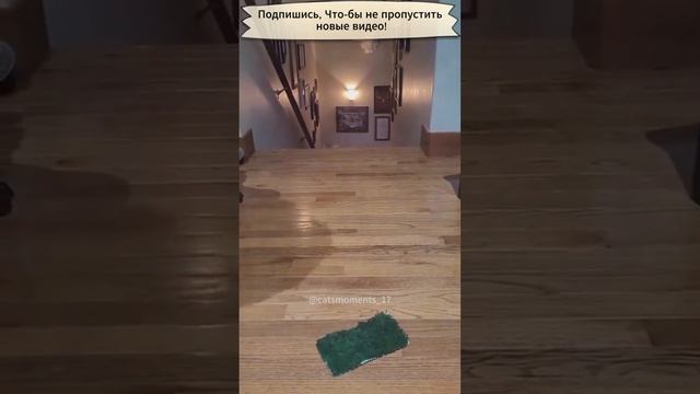 Сборка приколов