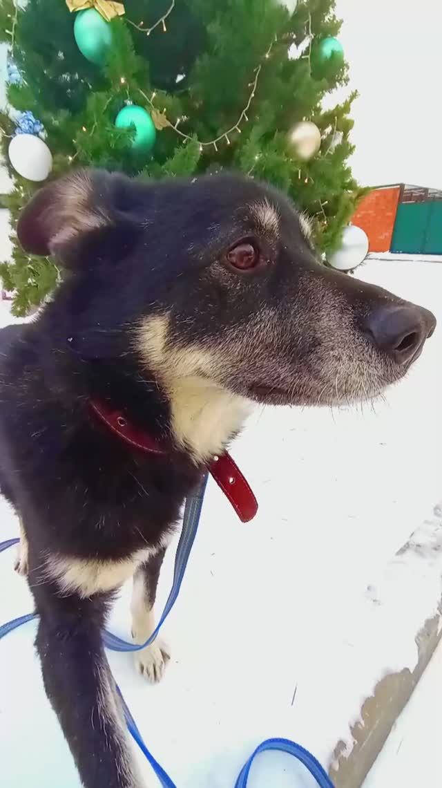 Кнопик в поиске новогодней ёлочки в приюте! ❥ Приют в Малинках