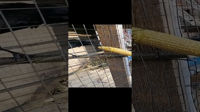 VID_20240824_180053.mp4