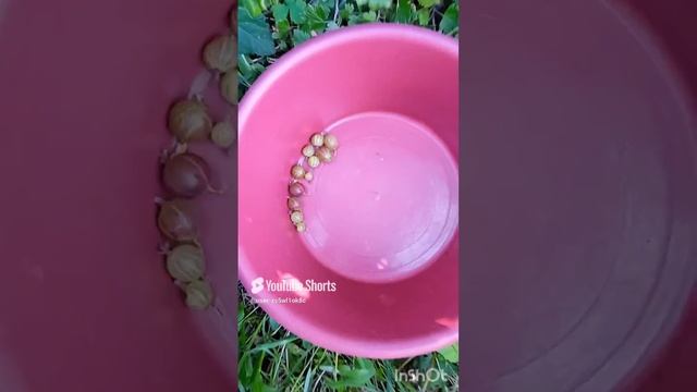 Деревенские заготовочки