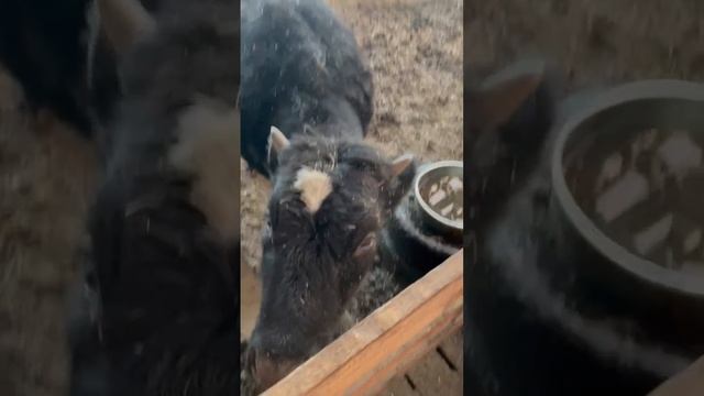 Дети и телята. Видео от наших челябинских соратников