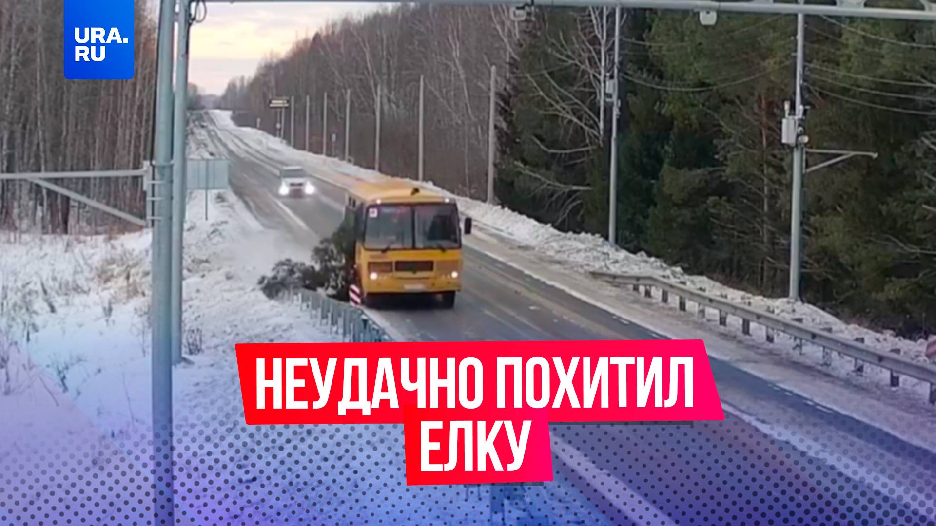 Мужчина неудачно украл елку, чтобы украсить двор своего дома, но попался полиции в Омской области