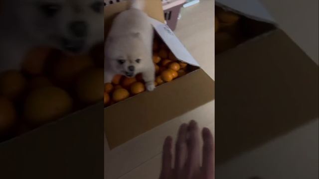 Не трогай, это на Новый год!