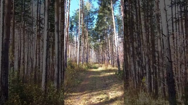 Утренняя прогулка по лесу #осень #лес #сосны #сосновыйбор  #вдохновение #местосилы