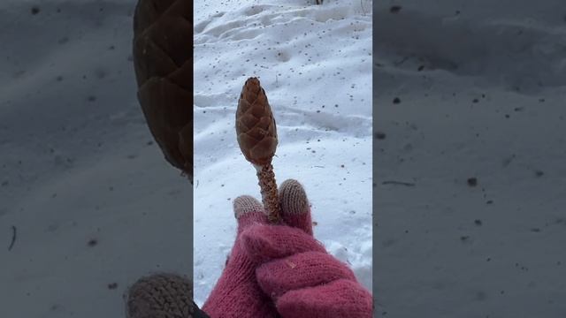 Привет, бабуль! Кто стел шишки на елке? #shorts