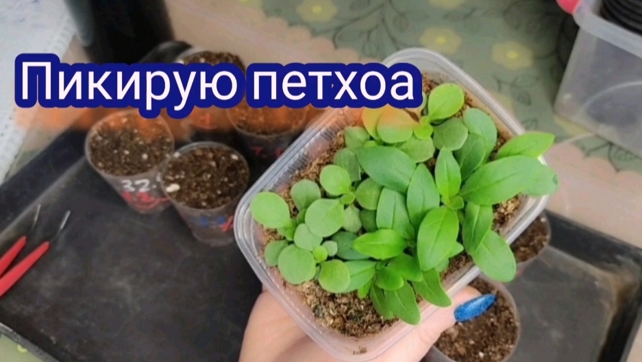Пикирую петхоа. Сеянцы растут, как на дрожжах.