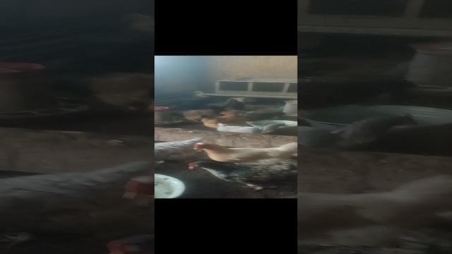 Снова ястреб-тетеревятник навестил меня. Курочки🐔 уточки🦆 в шоке.