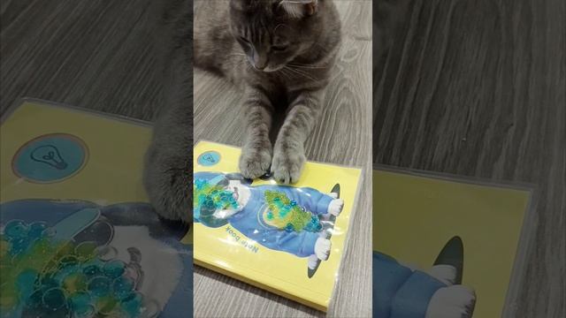 котблокнот