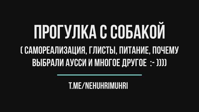 Прогулка с собакой (самореализация, глисты, питание, почему выбрали аусси и многое другое  :- ))))