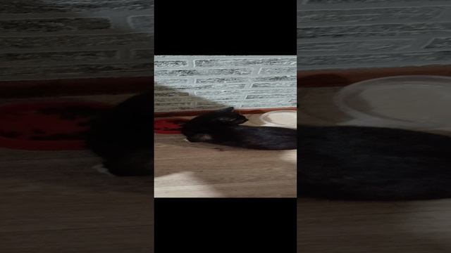 Голодный пэс .mp4