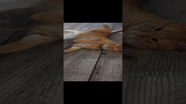 1000017752.mp4