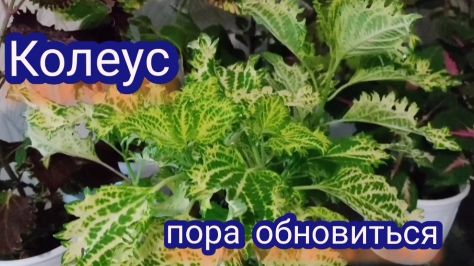 Обновляю колеусы. Стригу, черенкую, укореняю.