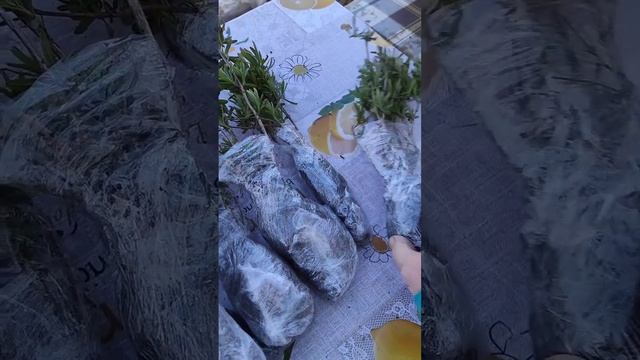 Упаковка саженцев ОКС для отправки в другие города