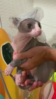 Купание для кота сфинкса