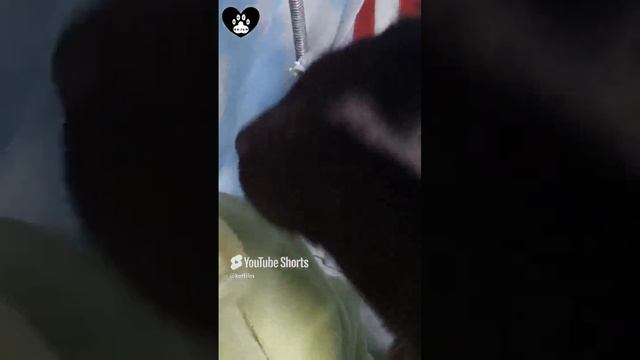 Чё ешь, без нас то?! Делись....