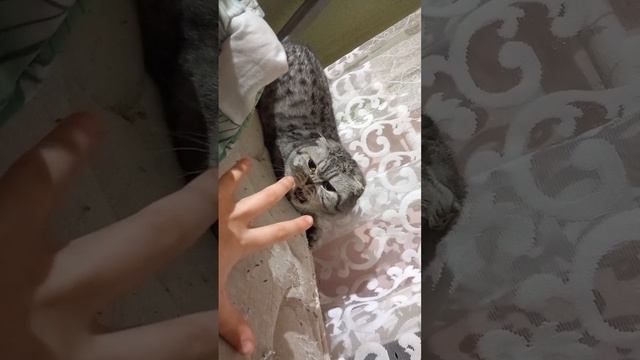 scene_output.mp4