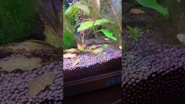 VID_20241220161235.mp4