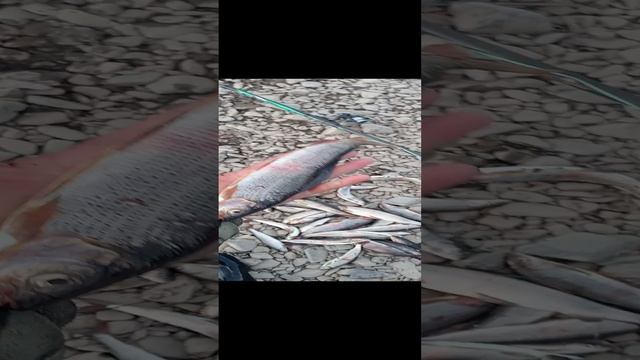 осенняя рыбалка на хариуса на таёжной речке.