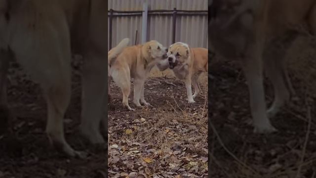❤️Кавказский волкодав❤️