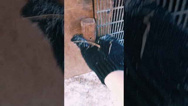 На Хозяйстве 🐓
