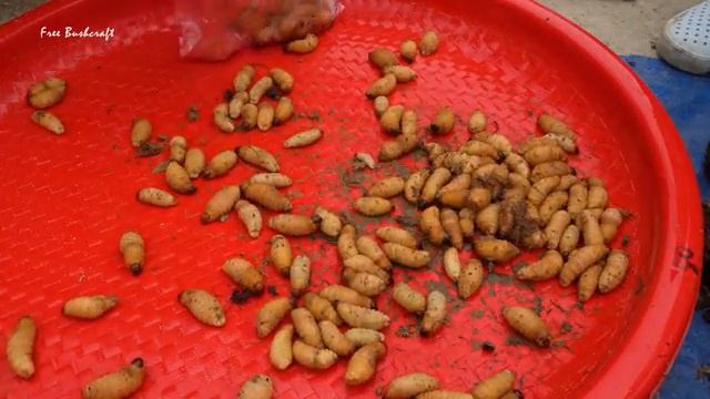 Use 3-Wheeled Truck Harvesting A Lot Of Coconut Weevils Go To Market Sell - Take Care of Rabbits